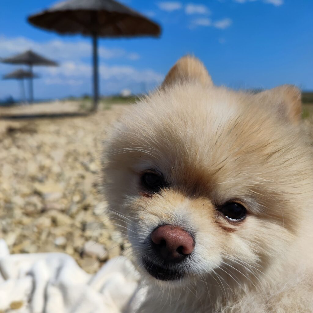 Hundestrand Kroatien | Haus Ferdinand | Urlaub | Ferien | Kroatien | Hund | Ferienwohnung | Ferienhaus | Vir | Apartment